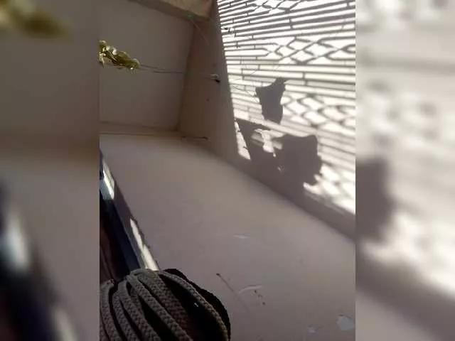 Divaslutty on BongaCams 